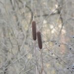 Massette à larges feuilles_140