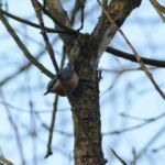 Sittelle torchepot_145