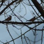 Pinson des arbres_146