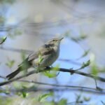 Pouillot véloce_1827