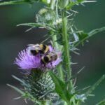 Bourdon terrestre_1411