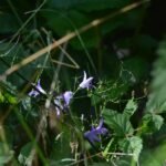 Campanule étalée_1412