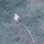 Buse variable_1485
