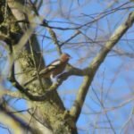 Pinson des arbres_1491