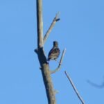 Etourneau sansonnet_1492