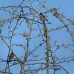 Pinson des arbres_1494