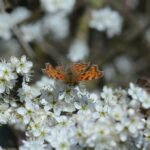 Robert-le-diable_1506