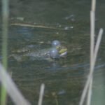 Grenouille rieuse_1523