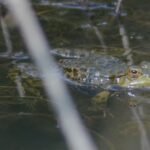 Grenouille rieuse_1524