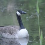 Bernache du Canada_1522