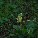 Primevère élevée_43