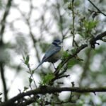 Mésange bleue_47