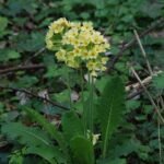 Primevère élevée_44