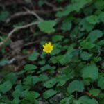 Ficaire fausse renoncule_48