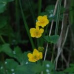 Populage des marais_42