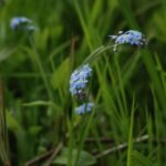 Myosotis des champs_50
