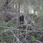 Bernache du Canada_40