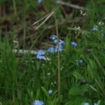Myosotis des champs_51