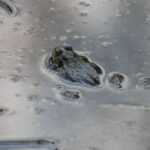 Grenouille rieuse_53