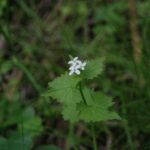 Alliaire officinale_56