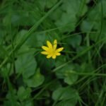 Ficaire fausse renoncule_55