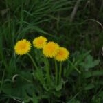 Pissenlit (Taraxacum officinale)_59