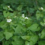 Alliaire officinale_57