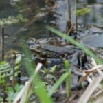 Grenouille rieuse_61