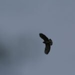 Buse variable_1649