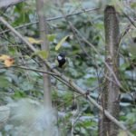 Mésange charbonnière_1650