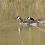 Bernache du Canada_156