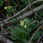 Primevère élevée_159