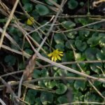 Ficaire fausse renoncule_163