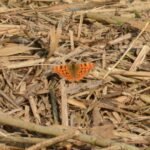 Robert-le-diable_168