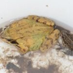 Grenouille rousse_171