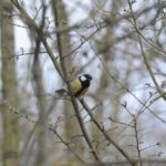 Mésange charbonnière_180