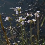 Cardamine des prés_181