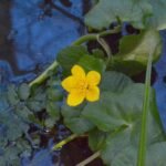 Populage des marais_185