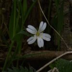 Stellaire holostée_189