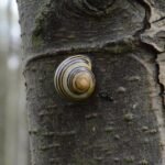 Escargot des bois_202