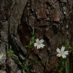 Stellaire holostée_190