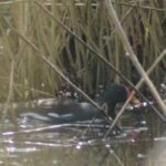 Gallinule poule-d&rsquo;eau_215