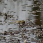 Grenouille rieuse_216