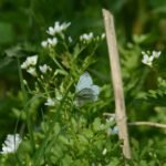 Piéride du navet_218