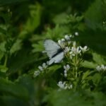 Piéride du navet_219