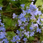 Cresson de cheval_223