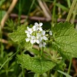 Alliaire officinale_227