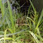 Grenouille rieuse_217