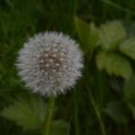 Pissenlit (Taraxacum officinale)_228