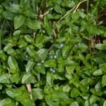 Cresson de cheval_225